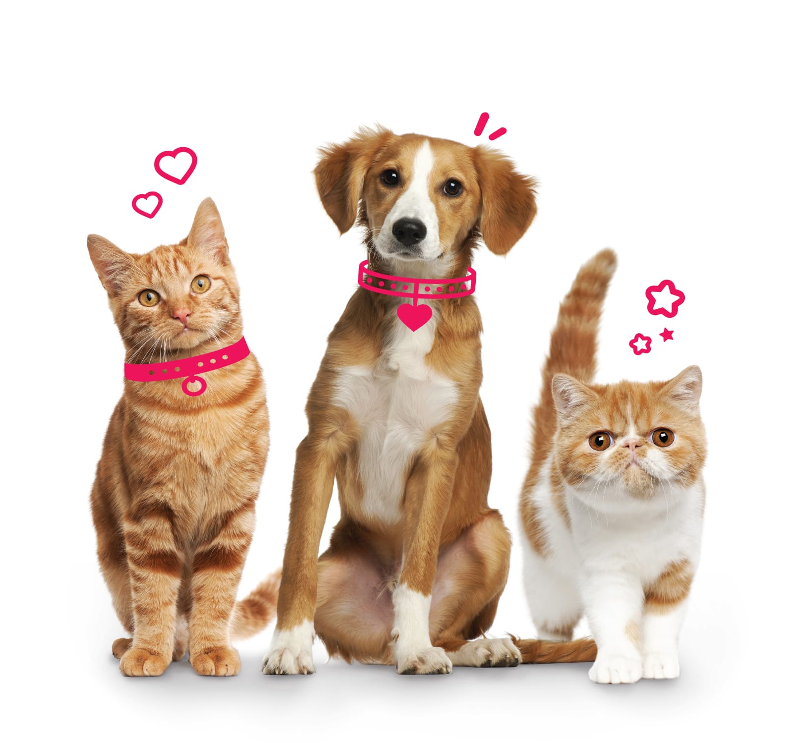 Mascotas Vfriends