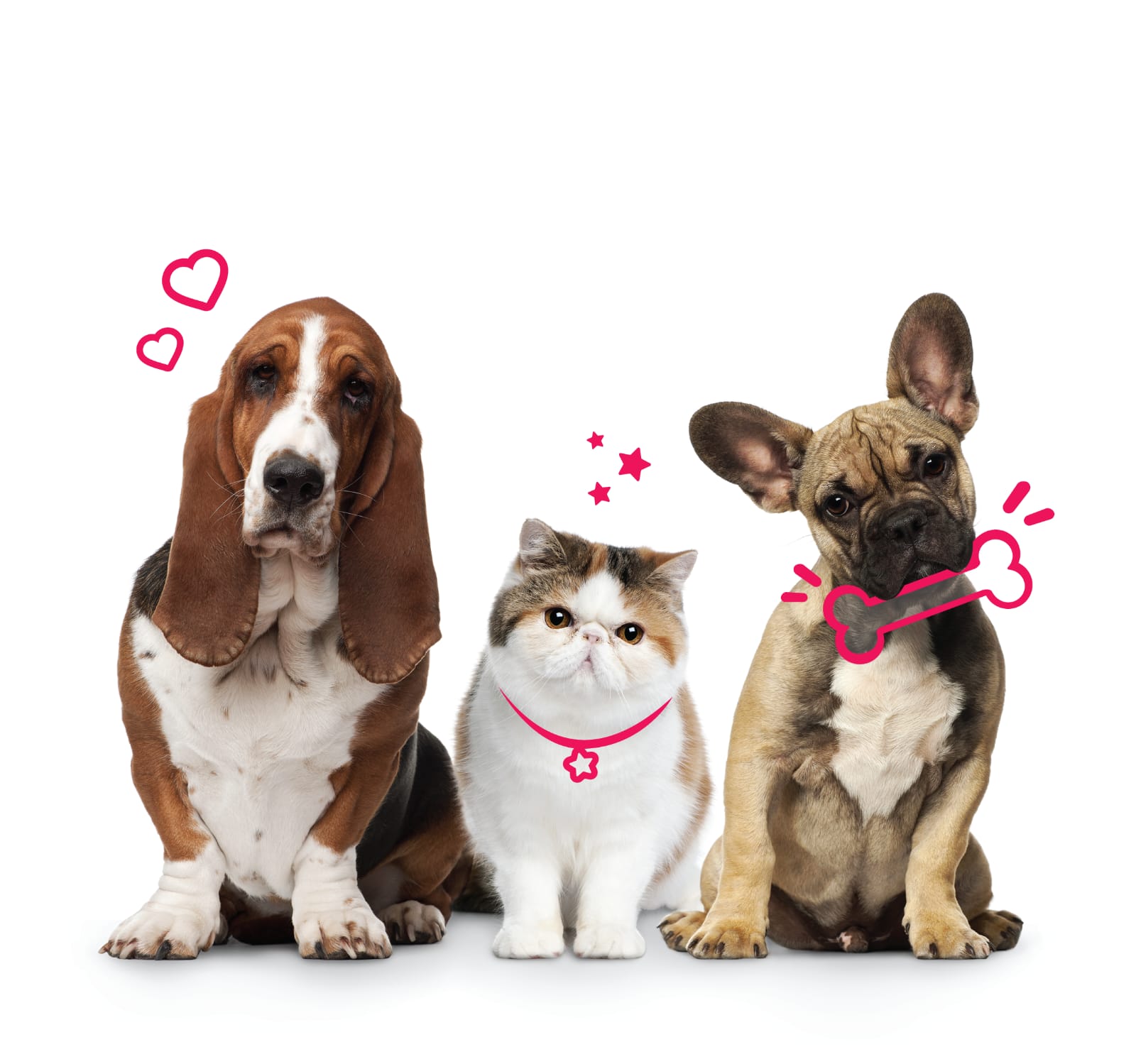 Mascotas Vfriends